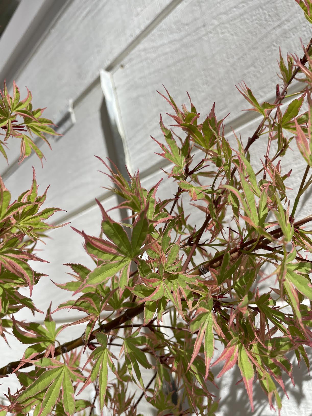 Beni Shichihenge Acer Palmatum Grafted