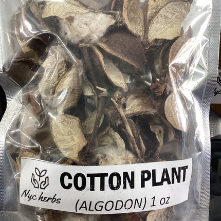 Cotton Plant | The Fabric of Life
