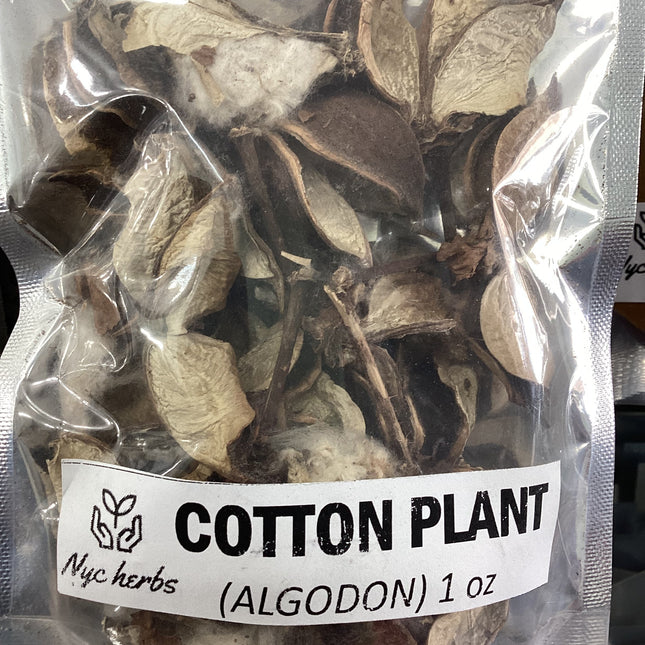 Cotton Plant | The Fabric of Life