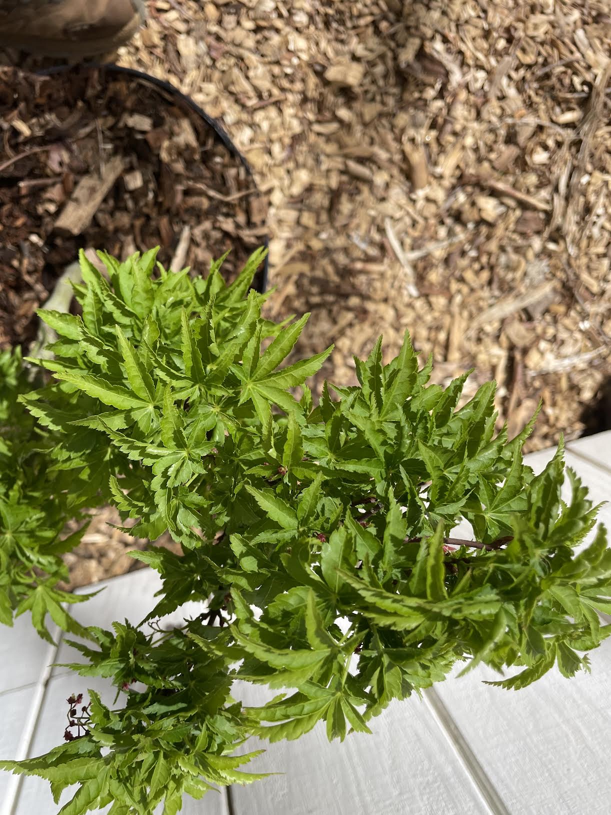 Acer palmatum 'Shishigashira' Grafted