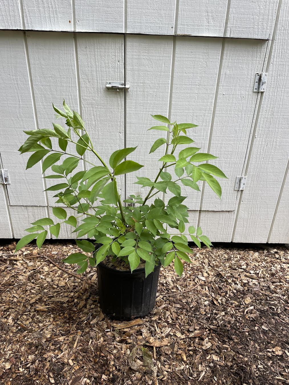 Common Elderberry ( Sambucus  Canadensis )