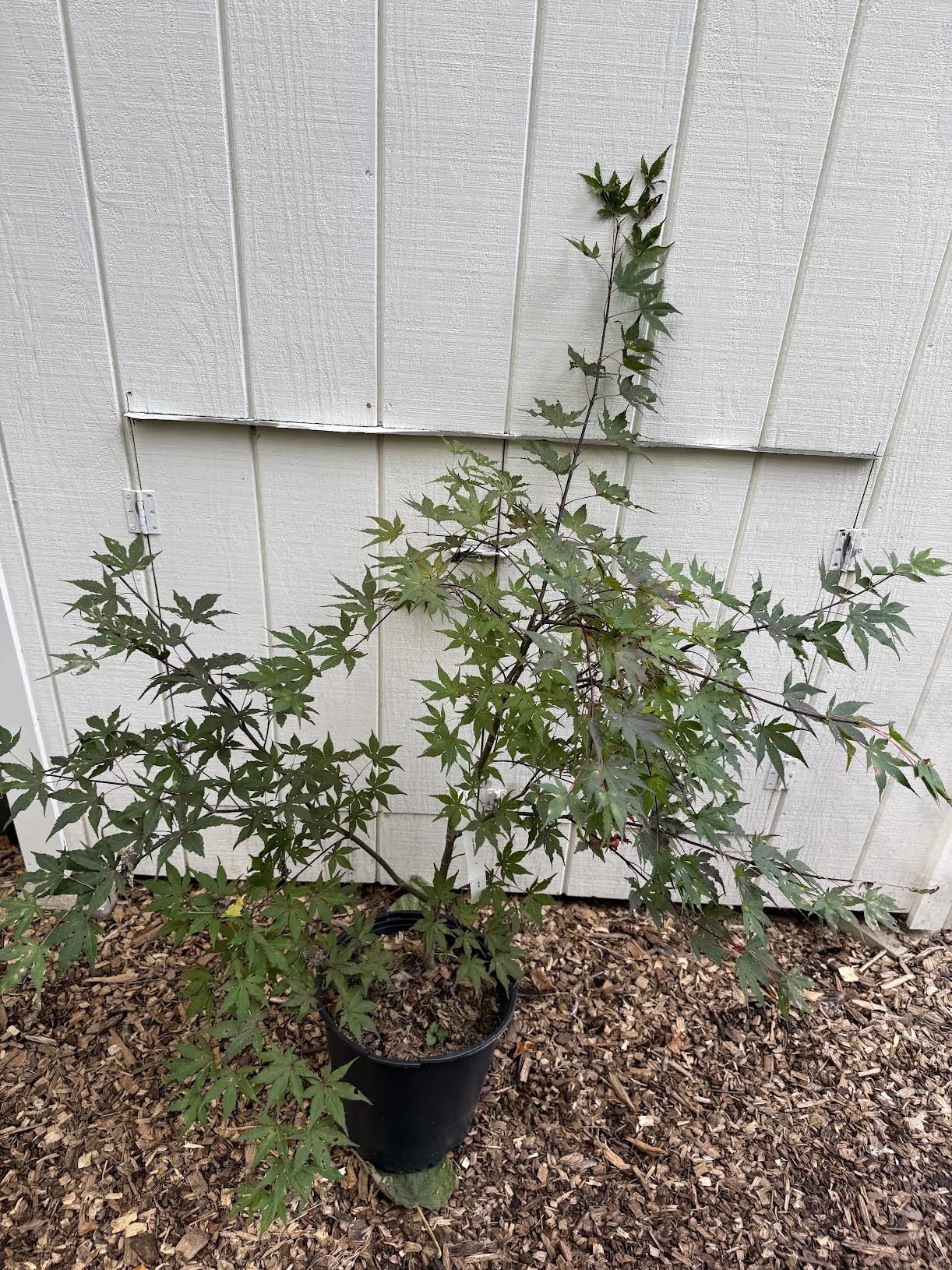 Japanese Maple ' Purple Ghost ' Grafted