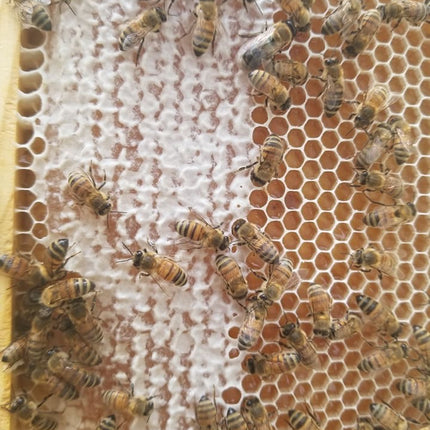 Cinnamon Honey
