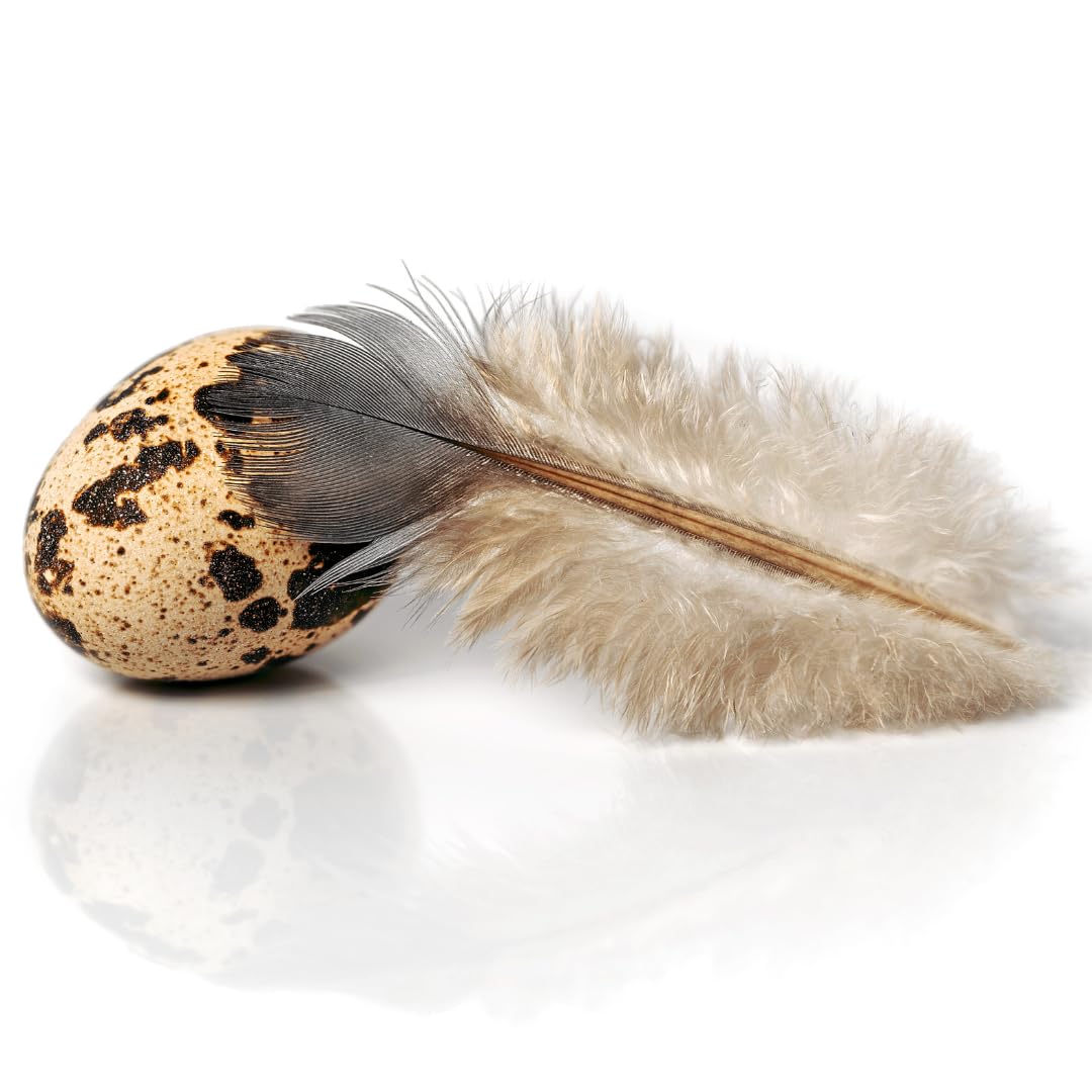 Fresh Quail Eggs Laid in the US