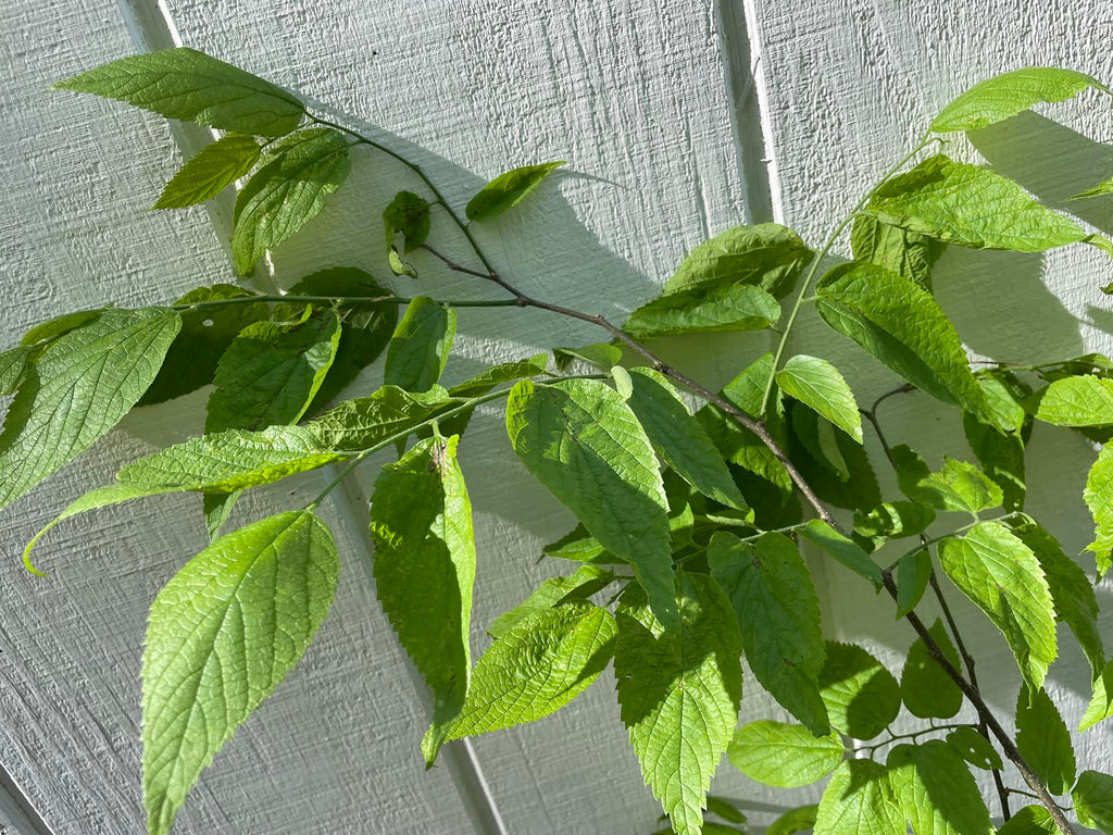 Hackberry Tree ( Celtis occidentalis )