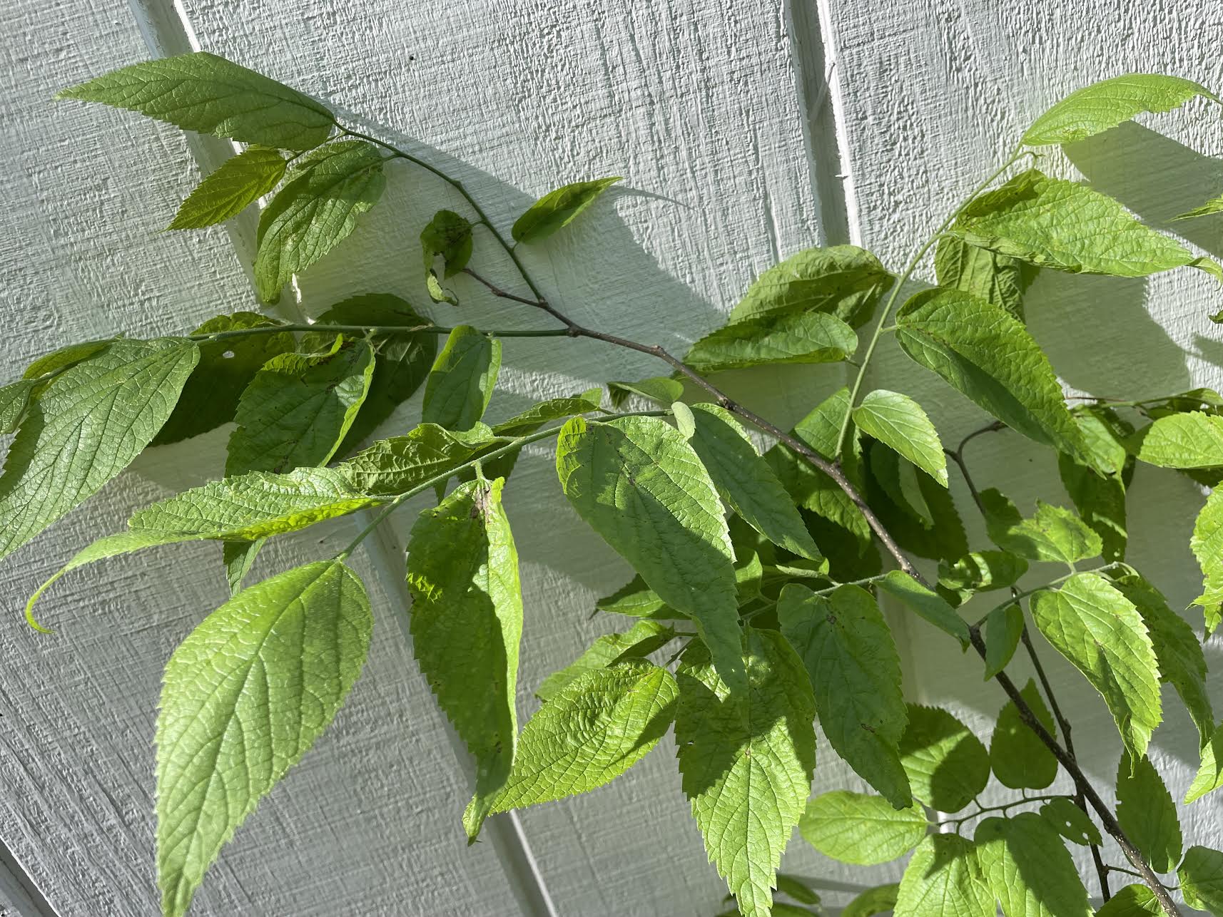 Hackberry Tree ( Celtis occidentalis )