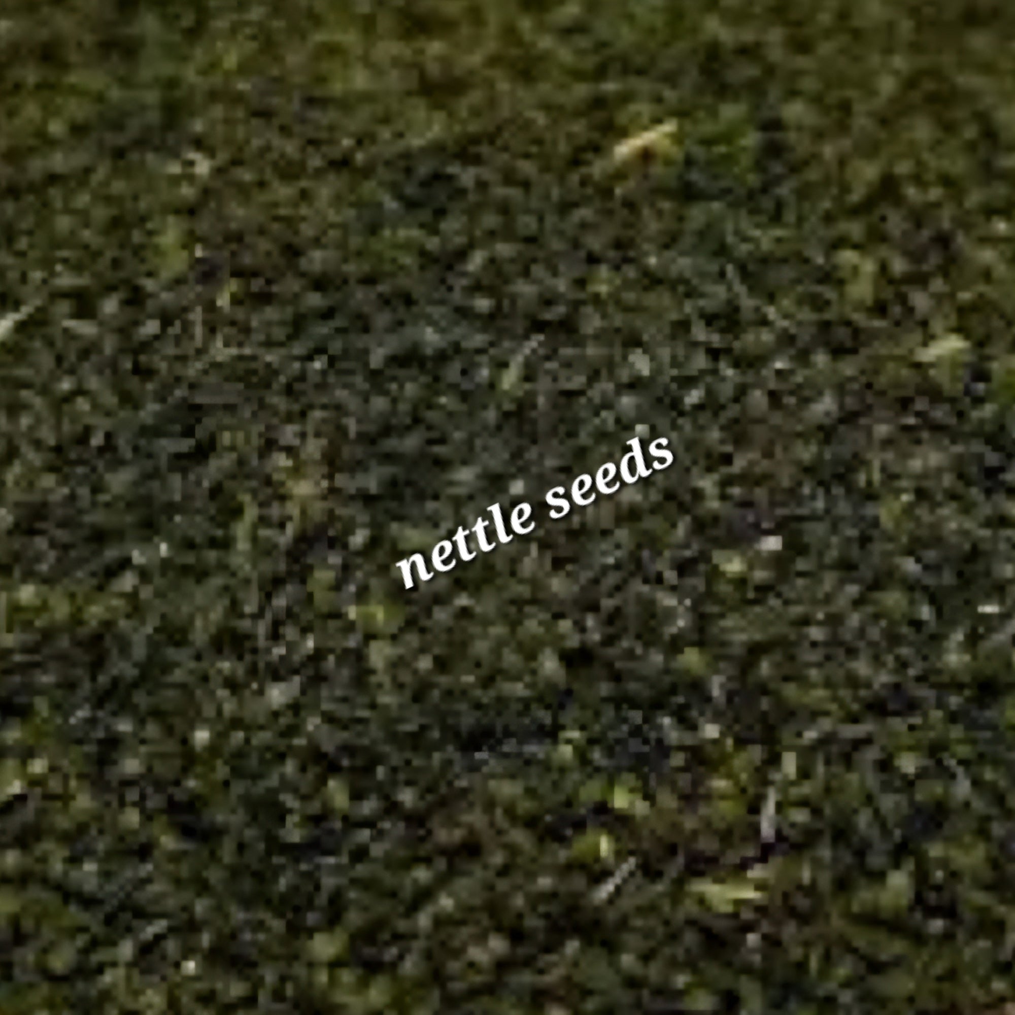 Nettle Seed | Kidney Strength & Adrenal Support