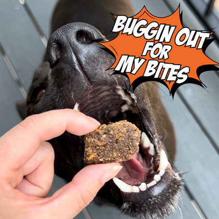 Cricket & Sweet Potato Jerky Dog Treats, 4-Pack