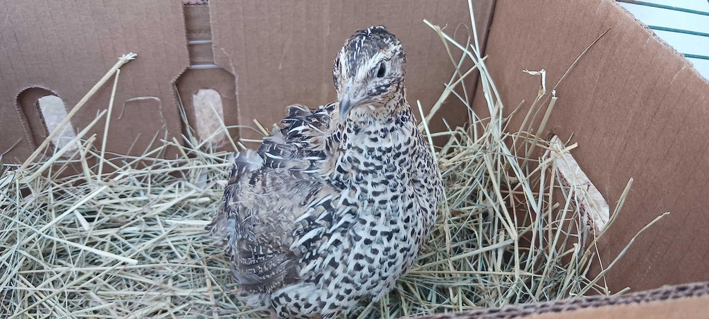 Falb-Fee Quail Hatching Eggs