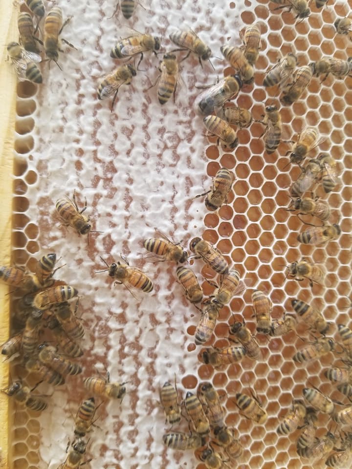 Raw Honey 10oz  Gallberry