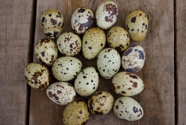 Jumbo Coturnix Quail Eggs Brown/Wild type for Hatching, Fertile Quail Eggs from Quality Monitored Flocks Birds Reach Jumbo Size Within 10 Weeks