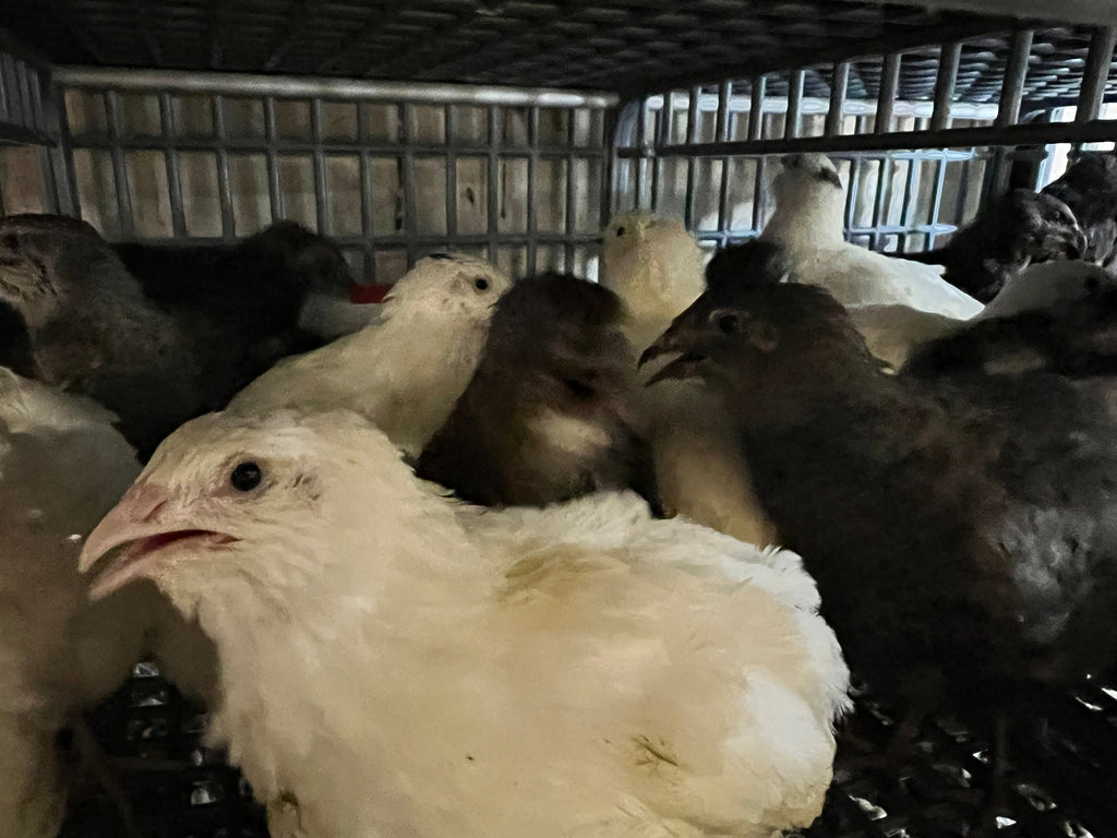 Black and White Edition Quail hatching eggs