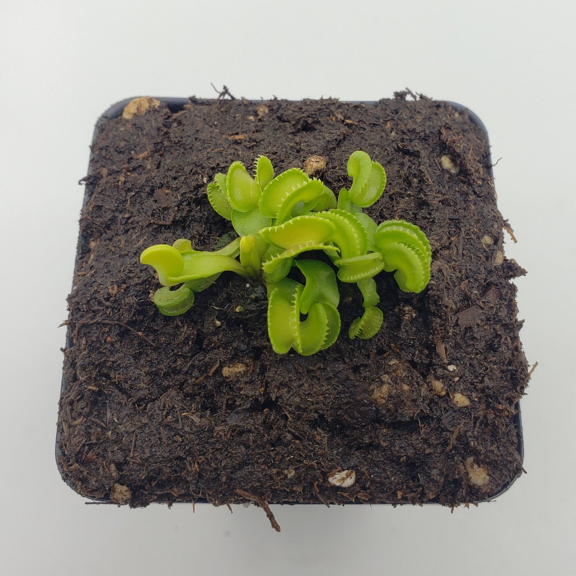 Venus flytrap (Dionaea muscipula) "GJ Giant Cudo"