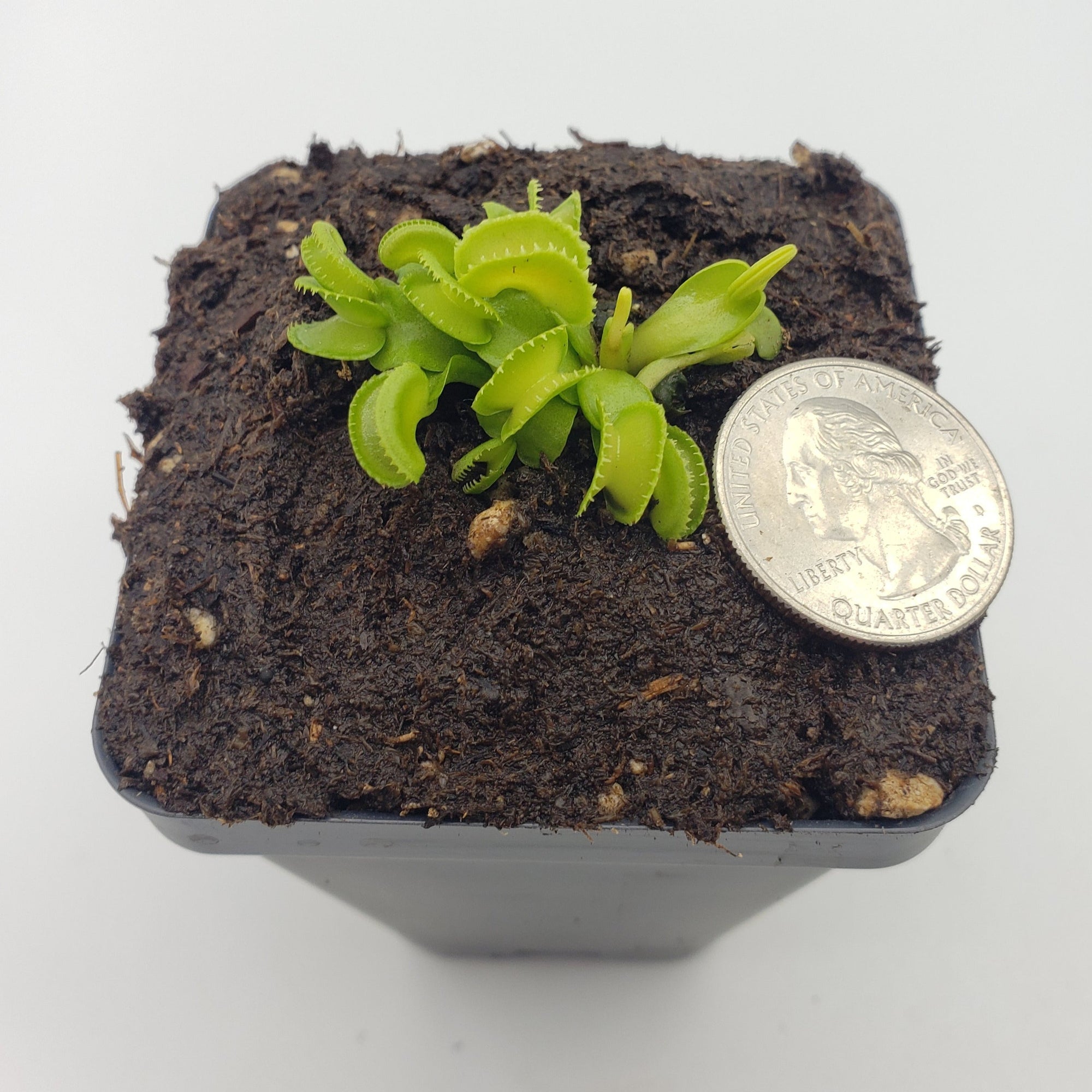 Venus flytrap (Dionaea muscipula) "GJ Giant Cudo"