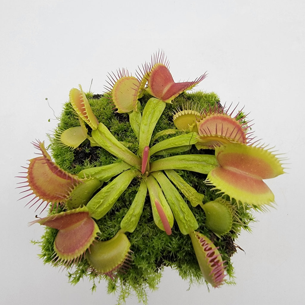 Venus flytrap (Dionaea muscipula) 'Schuppenstiel II'
