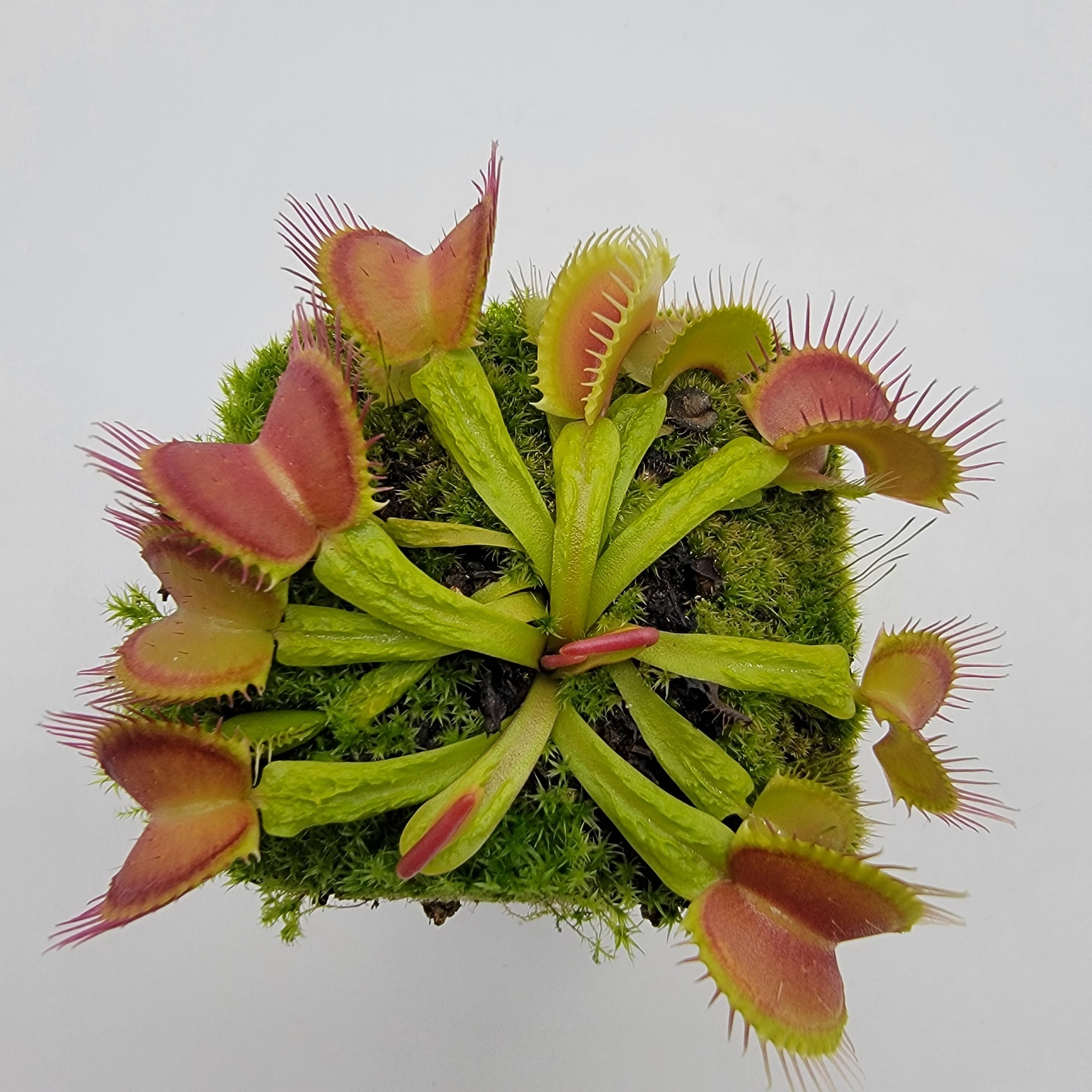 Venus flytrap (Dionaea muscipula) 'Schuppenstiel II'