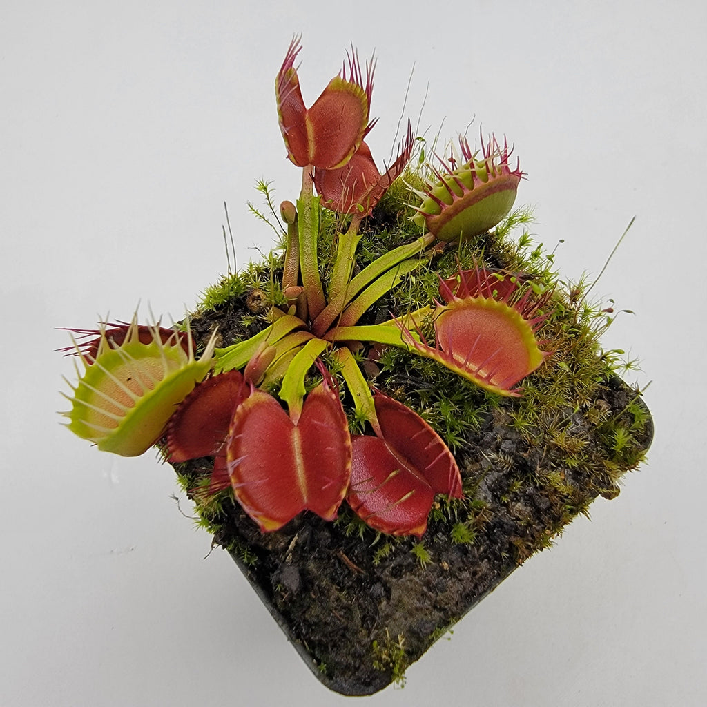 Venus flytrap (Dionaea muscipula) 'Long Red Fingers'