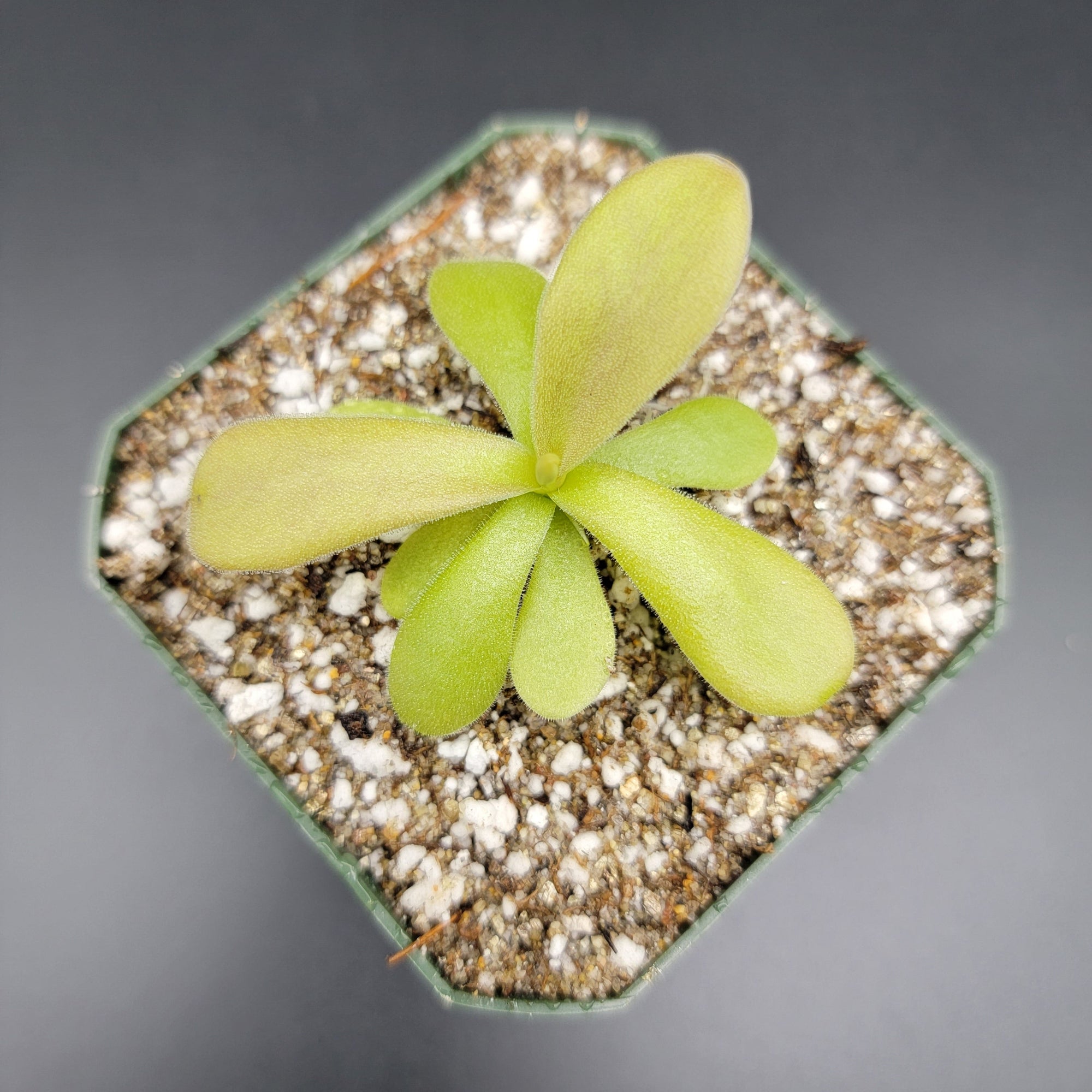 Pinguicula gigantea red