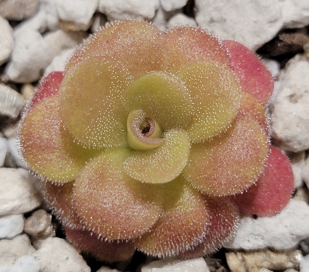 Pinguicula martinezii
