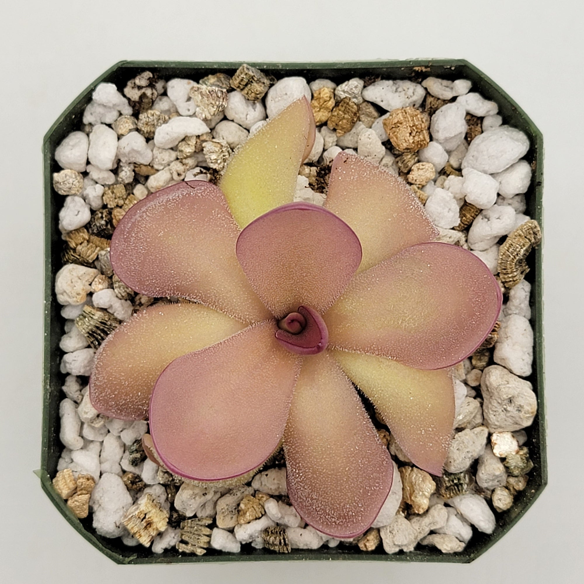 Pinguicula agnata 'El Lobo' x hemiepiphytica