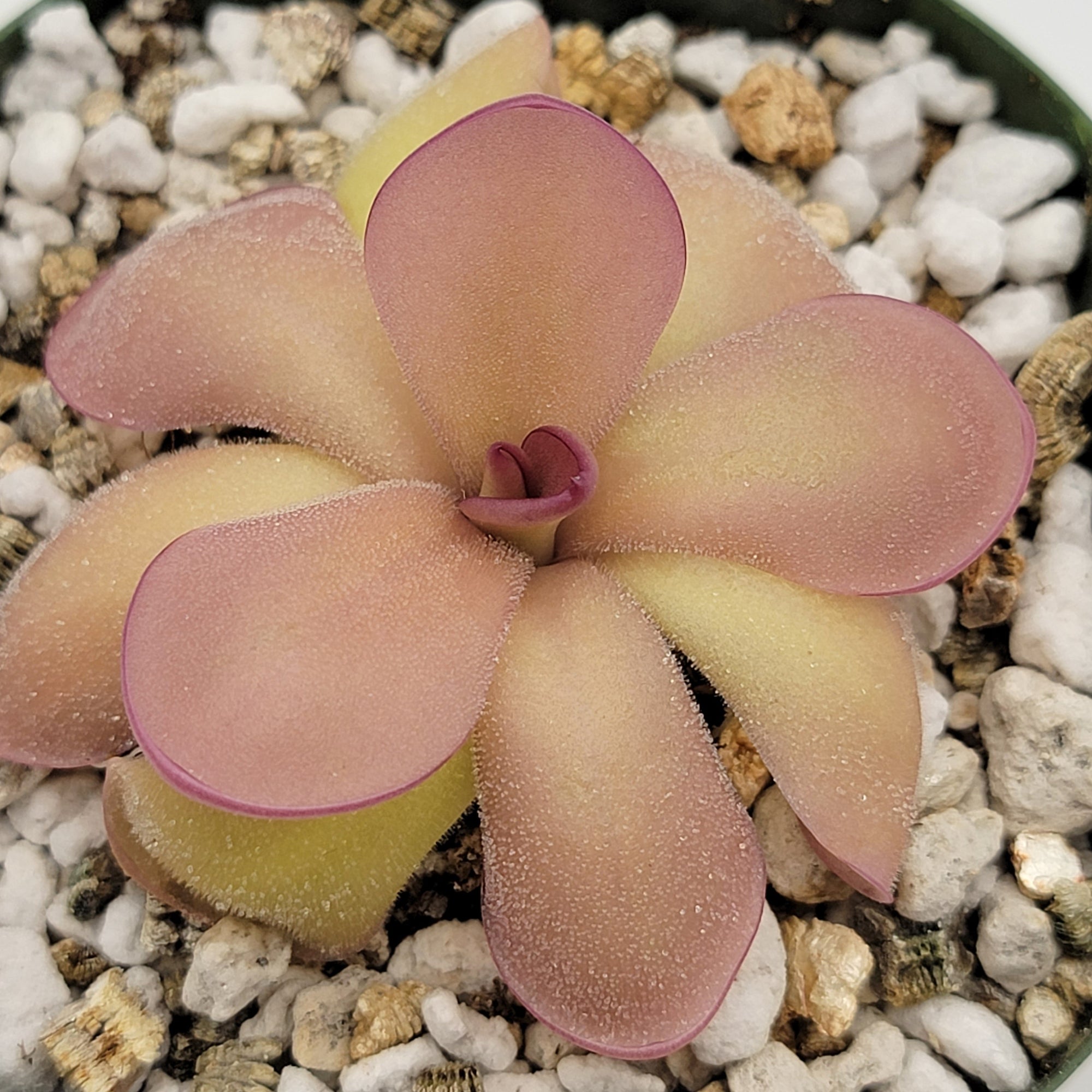 Pinguicula agnata 'El Lobo' x hemiepiphytica