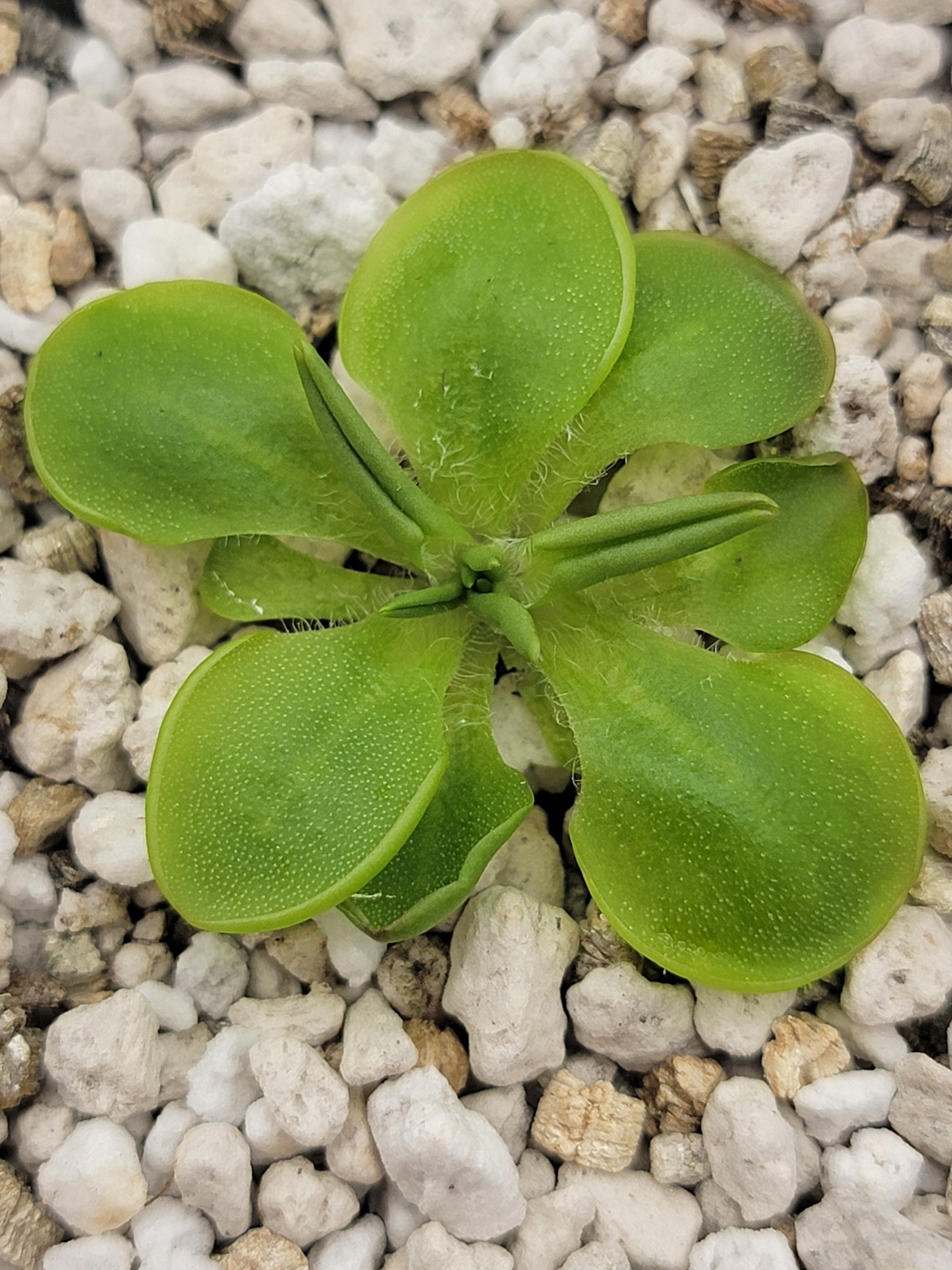 Pinguicula conzattii