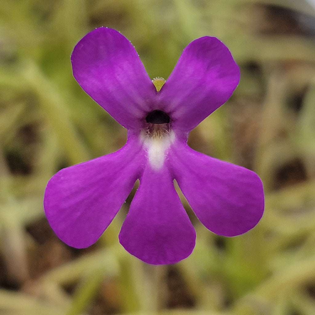 Pinguicula gypsicola x moctezumae