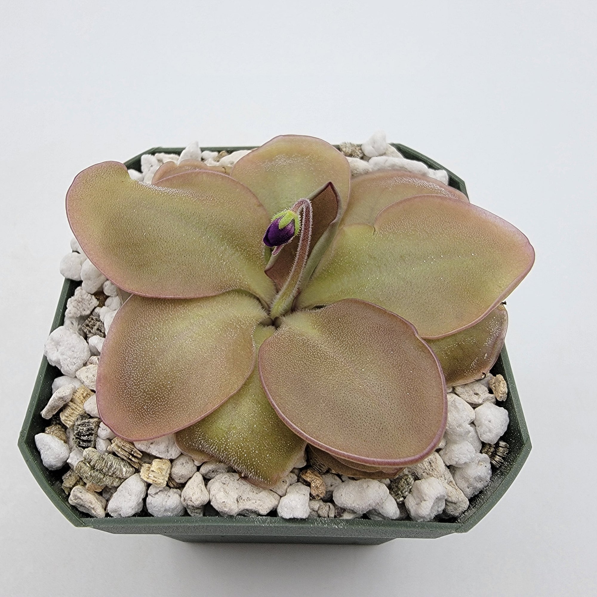 Pinguicula "Lautner 92/52"
