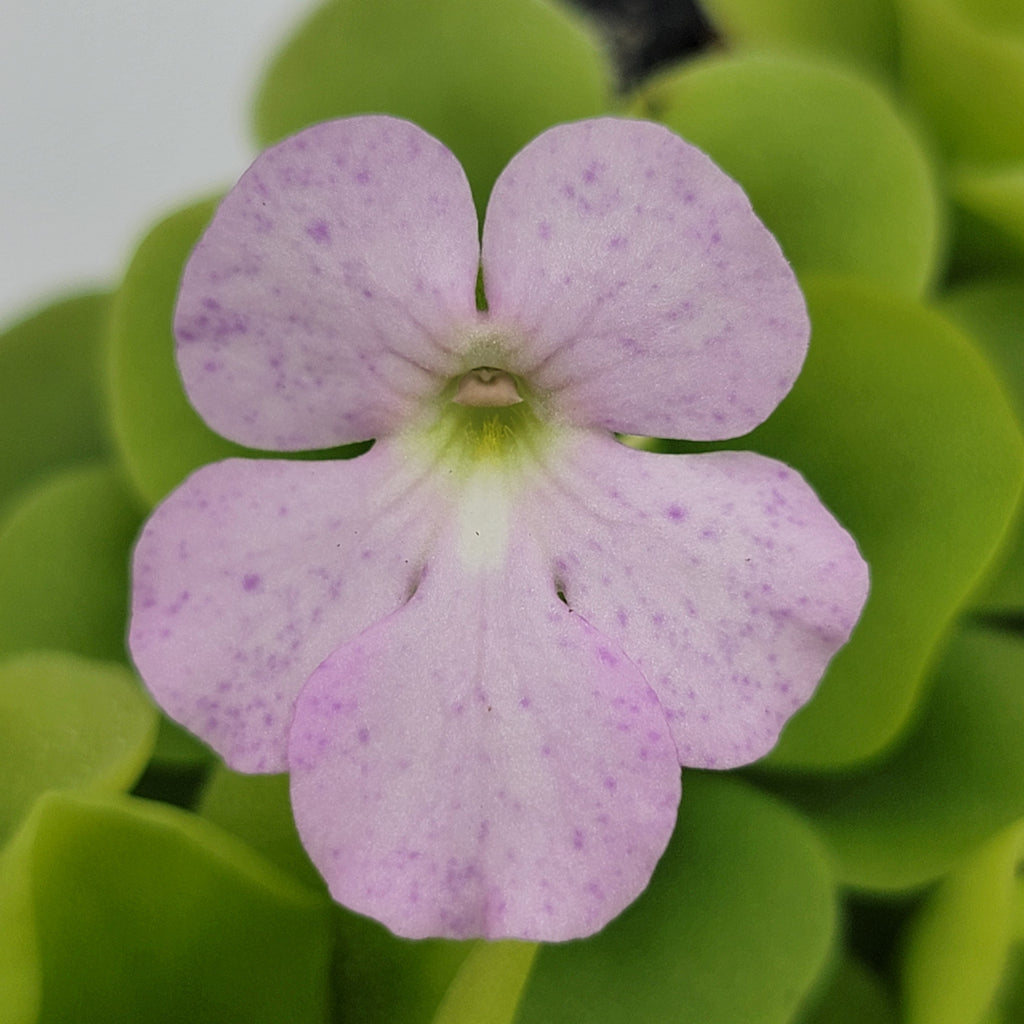 Pinguicula "Pecosita"