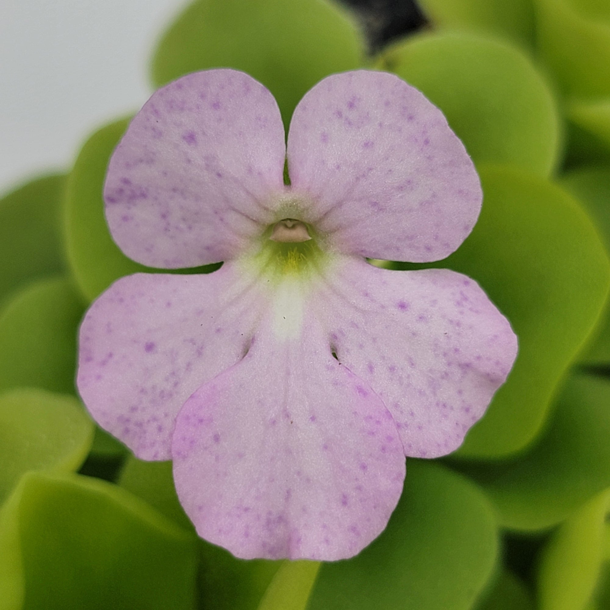 Pinguicula "Pecosita"