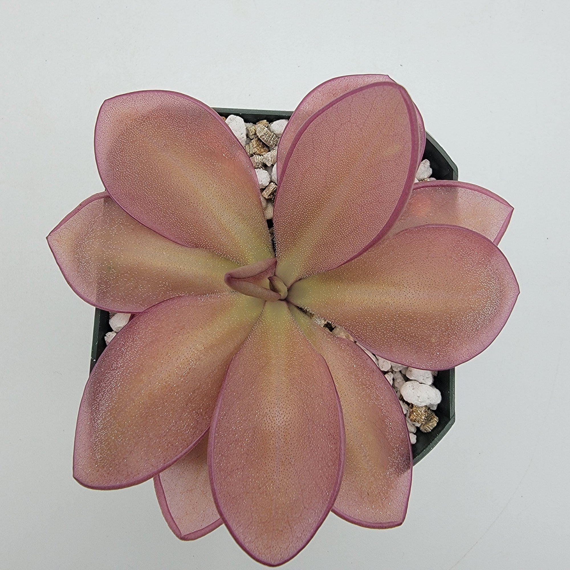 Pinguicula moranensis {Veracruz}