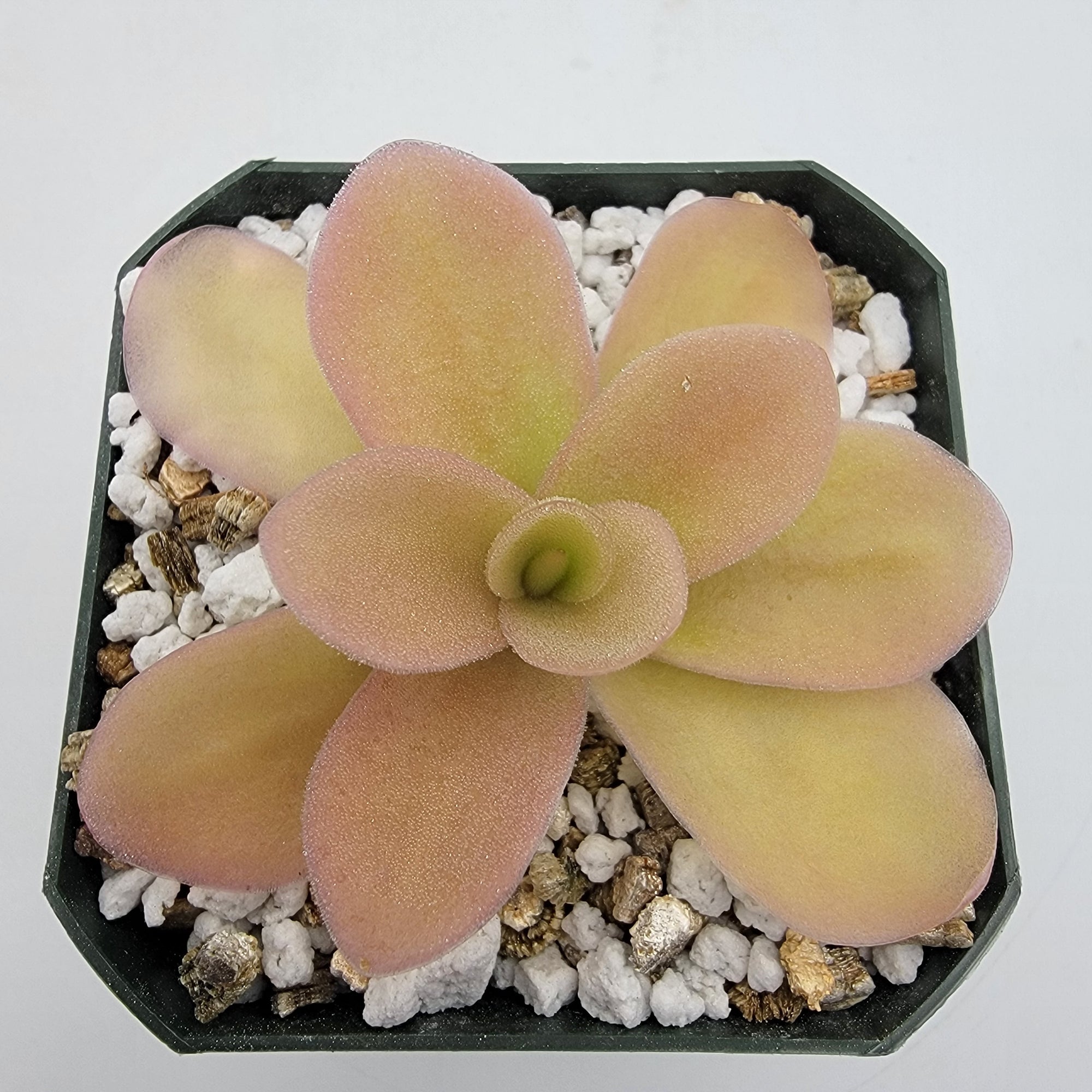 Pinguicula gigantea (Red Flush)