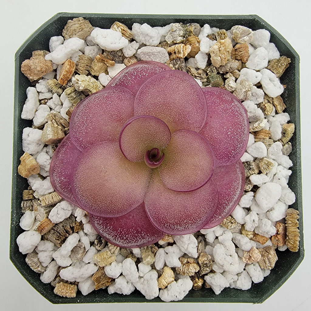 Pinguicula "Peaches"