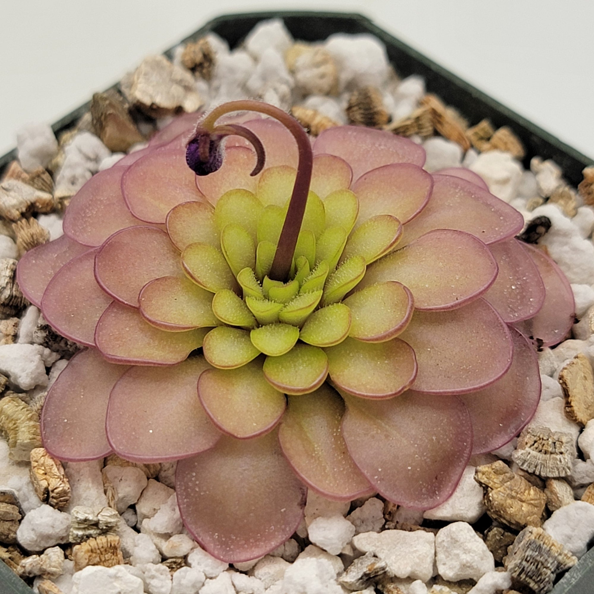 Pinguicula emarginata x hemiepiphytica