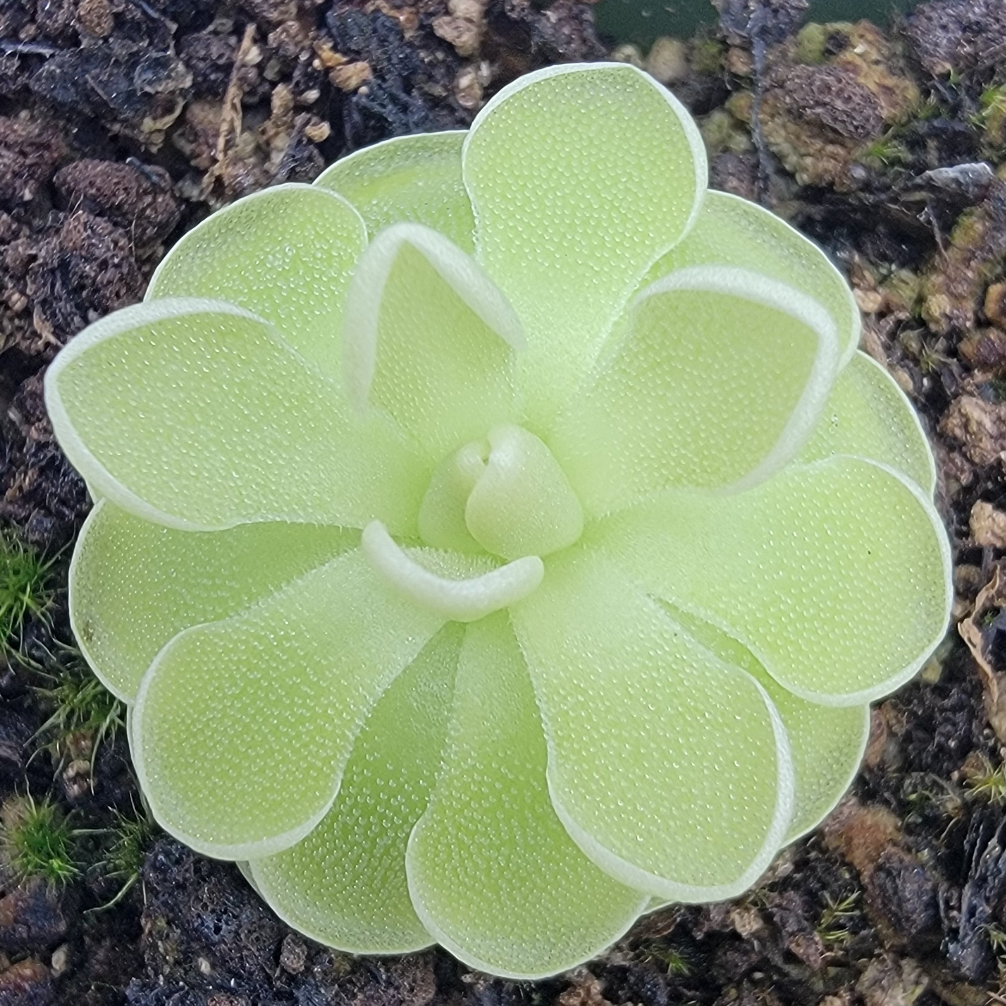 Pinguicula ehlersiae (white flower)