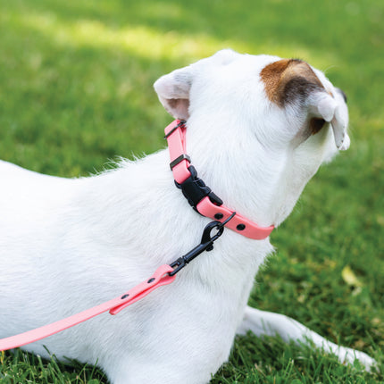 Waterproof Coral Reef Super Soft PVC Dog Collar