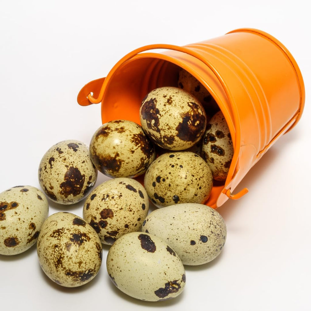 Quail PlantShellz - The Natural Nourishment for Your House Plants