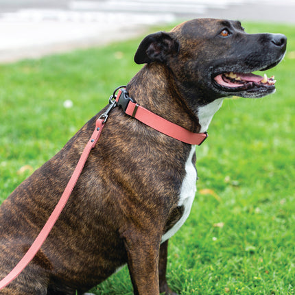 Sport Style Coral Reef Leather Dog Collar