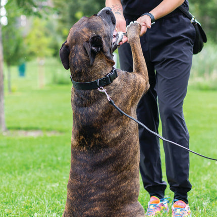 Sport Style Midnight Black Leather Dog Collar