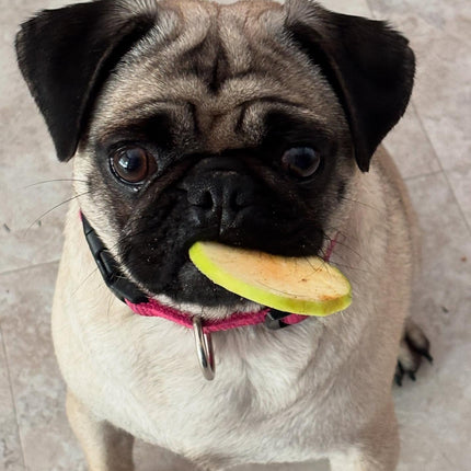 Dog Chips- Apple Chips - Large Bag