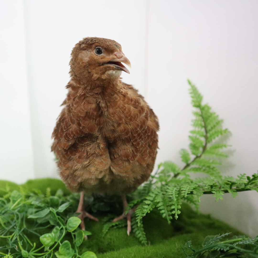 Red Range Coturnix Quail Hatching Eggs
