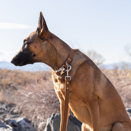 Modern Style Quick-Release Earth Brown Leather Dog Collar