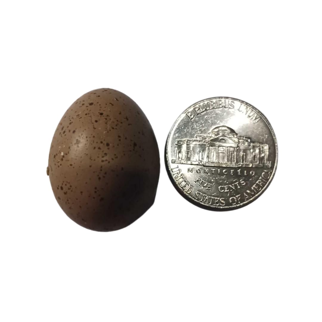 Button Quail Eggs -Eggs for Hatching