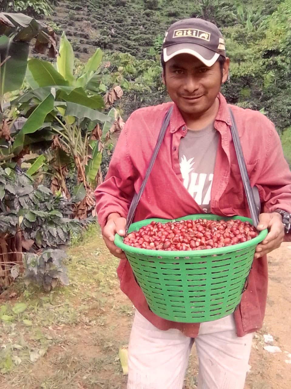 Bulk Coffee MARSELLESA Premium Specialty Grade -2025 CROPS-