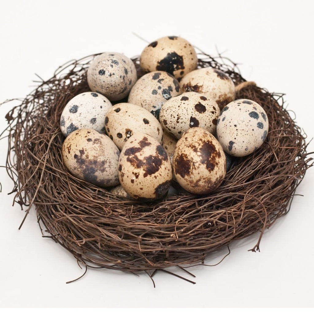 Fresh Quail Eggs Laid in the US