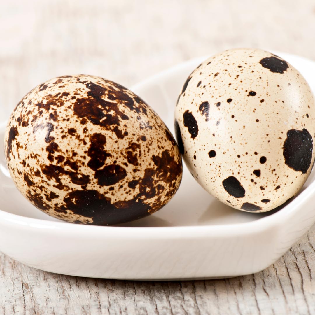 Empty Whole Eggshells Quail Eggs Hollowed - Set of 10 Cleaned Hollow Quail Eggs Perfect for Crafting and Decoration