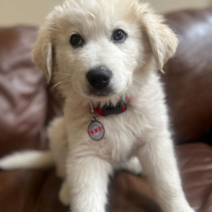 PetHub QR Pet ID Tag – Absent Without a Leash (AWOL)