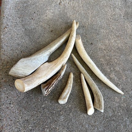 Deer Antler- Large