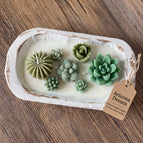 Classic Desert / Baja Cactus Blossom