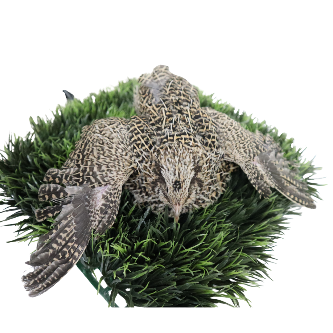 Autumn Sparkly Quail Hatching Eggs